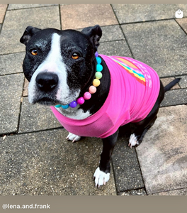 Boho Rainbow Acrylic Bead Collar