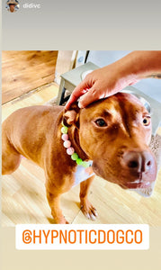 Watermelon Sugar Bead Collar