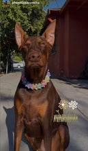 Load image into Gallery viewer, 🟧 18.5&quot; Slip On (Rose Gol1 O-Ring) Field of Daisies 🌼 [DECORATIVE ONLY] Bead Collar - PRE-MADE/FINAL SALE