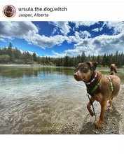 Load image into Gallery viewer, 🟧 19.5&quot; Slip On (Black O-Ring) Cotton Candy Skull Bead Collar - PRE-MADE/FINAL SALE