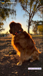 Diablo Bead Collar