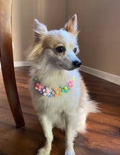 Load image into Gallery viewer, 🟧 18.5&quot; Slip On (Rose Gol1 O-Ring) Field of Daisies 🌼 [DECORATIVE ONLY] Bead Collar - PRE-MADE/FINAL SALE