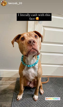 Load image into Gallery viewer, Glacial Glitter Bead Collar