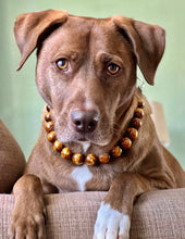 Load image into Gallery viewer, 🟧 18.5" Slip On (Black O-Ring) Bronzed Gold Resin Bead Collar - PRE-MADE/FINAL SALE