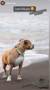 Watermelon Sugar Bead Collar