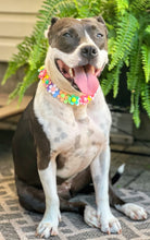 Load image into Gallery viewer, 🟧 18.5&quot; Slip On (Rose Gol1 O-Ring) Field of Daisies 🌼 [DECORATIVE ONLY] Bead Collar - PRE-MADE/FINAL SALE