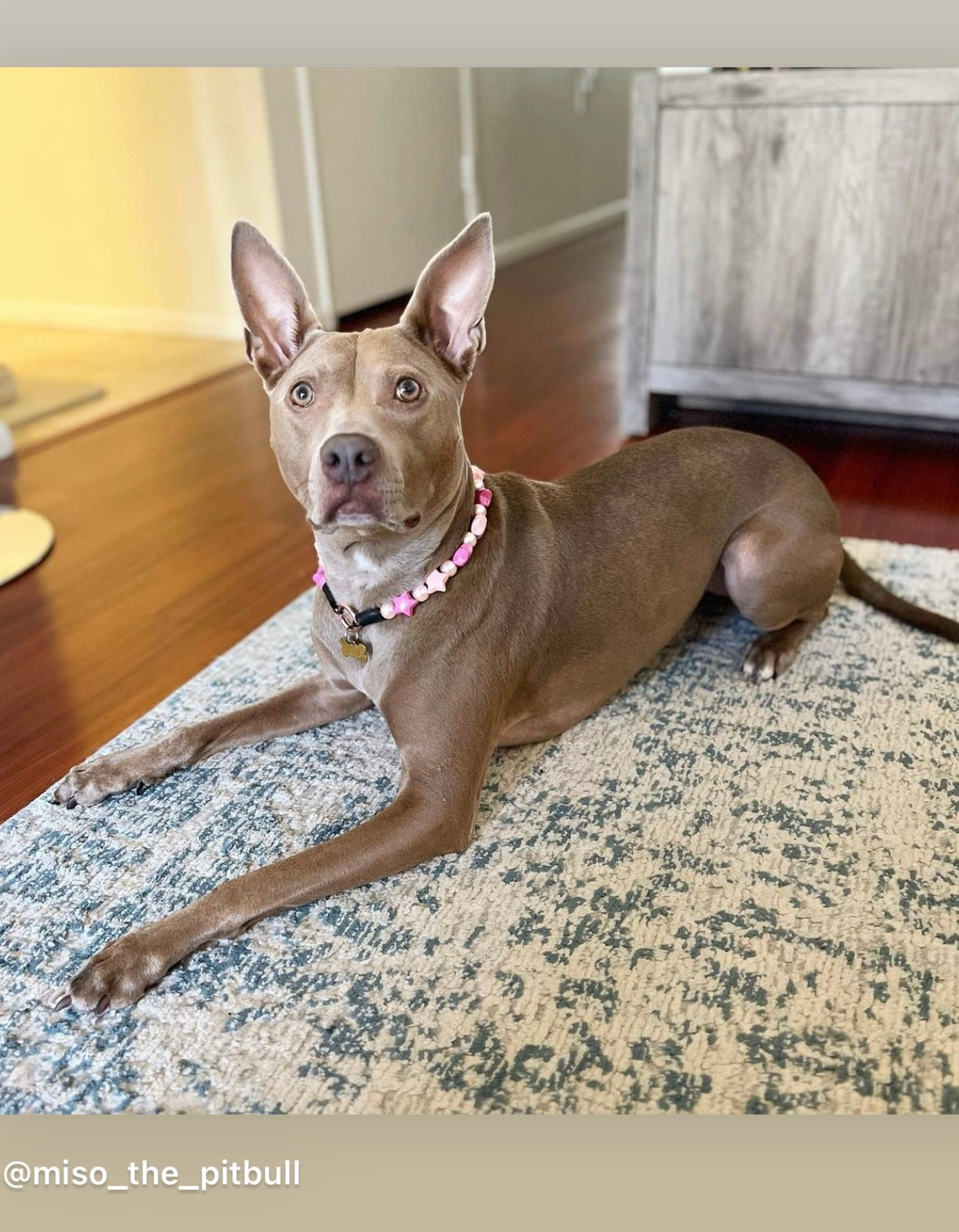 Light Pink Baby Pink Dog Collar Stars Star Dog Collar 