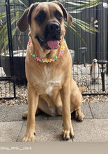 Load image into Gallery viewer, 🟧 18.5&quot; Slip On (Rose Gol1 O-Ring) Field of Daisies 🌼 [DECORATIVE ONLY] Bead Collar - PRE-MADE/FINAL SALE