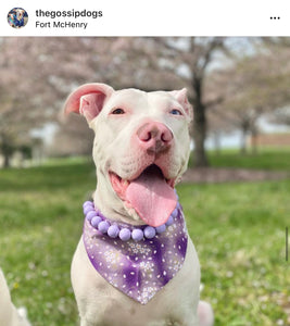 Lavender Rain Acrylic Bead Collar [Scuffed]