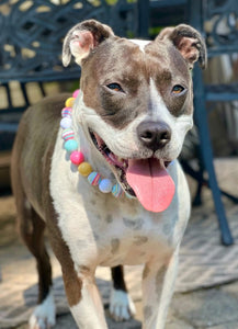 Circus Candy Bead Collar