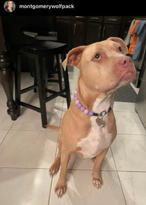 Purple Dream Bead Collar