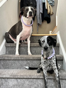 Lavender Rain Acrylic Bead Collar [Scuffed]