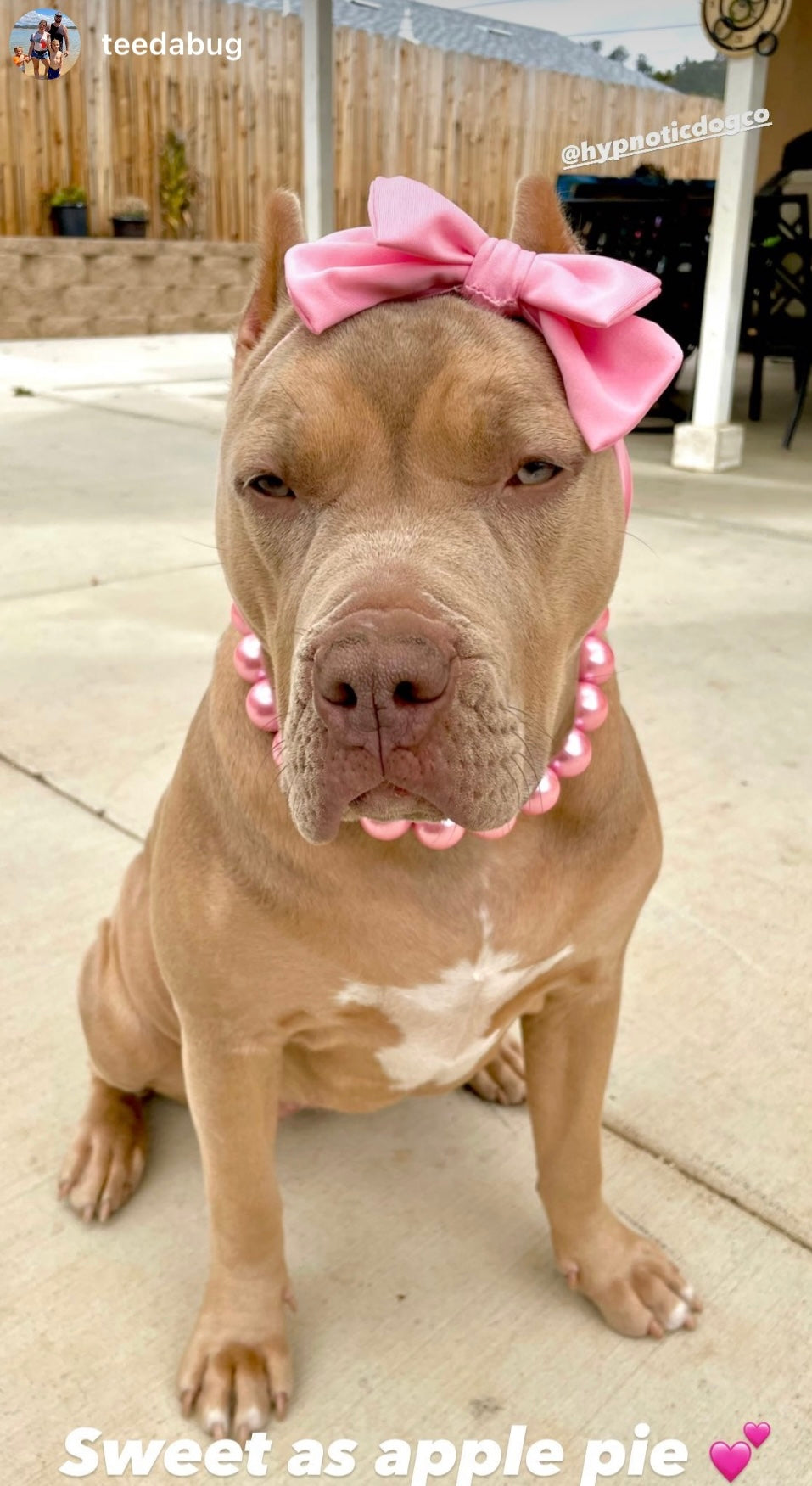 Pit Bull Pearl Dog Collar Xl Sale Pearl Dog Leash Hot Sale