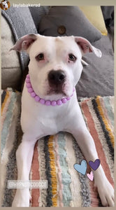 Lilac Acrylic Bead Collar