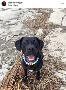 Pastel Rainbow Acrylic Bead Collar