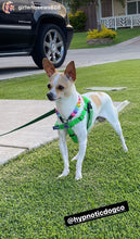 Load image into Gallery viewer, Electric Rainbow MINI [Small Dog/Cat Bead Collar]