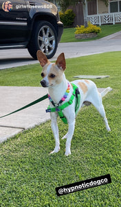 Electric Rainbow MINI [Small Dog/Cat Bead Collar]