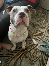 Load image into Gallery viewer, 🟧 18.5&quot; Slip On (Rose Gol1 O-Ring) Field of Daisies 🌼 [DECORATIVE ONLY] Bead Collar - PRE-MADE/FINAL SALE