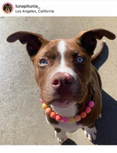 Load image into Gallery viewer, 🟧 19" Slip On (Black O-Ring) Sweet Tart Bead Collar - PRE-MADE/FINAL SALE