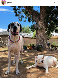 Sparkler 🎇 Bead Collar