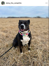 Load image into Gallery viewer, Field of Daisies 🌼 [Decorative Only] Bead Collar