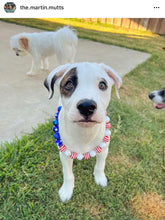 Load image into Gallery viewer, Stars &amp; Stripes Bead Collar