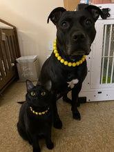 Load image into Gallery viewer, Mini Golden Yellow Pearl [Small Dog/Cat Bead Collar]