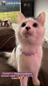 Purple Jelly Mini Bead Collar [Small Dog/Cat Bead Collar]
