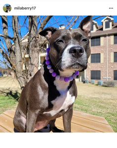 Purple Dream Bead Collar