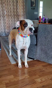 Santa Cruz Acrylic Bead Collar