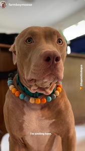 Orange Skyline Acrylic Bead Collar