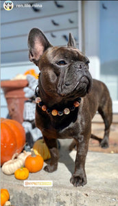 Pumpkin Spice Halloween Bead Collar