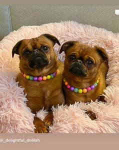 Electric Rainbow MINI [Small Dog/Cat Bead Collar]