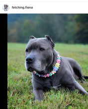 Load image into Gallery viewer, 🟧 18.5&quot; Slip On (Rose Gol1 O-Ring) Field of Daisies 🌼 [DECORATIVE ONLY] Bead Collar - PRE-MADE/FINAL SALE