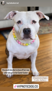 Citrus Sunrise Bead Collar