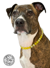 Load image into Gallery viewer, Yellow Lava Crackle Single Strand [Small Dog/Cat Bead Collar]